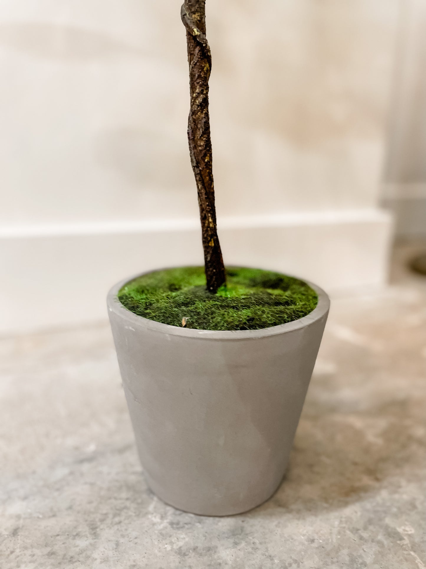 Potted Magnolia Tree (in-store pickup only)